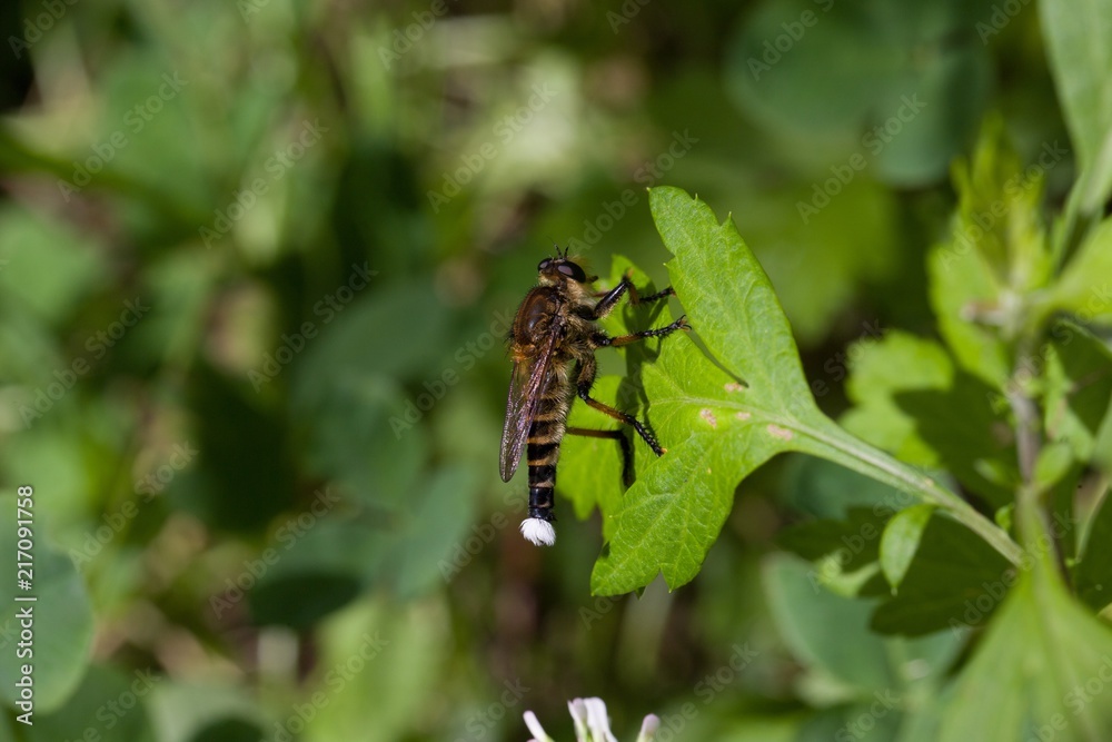 Robber fly resting on leaf Robber fly resting on leaf