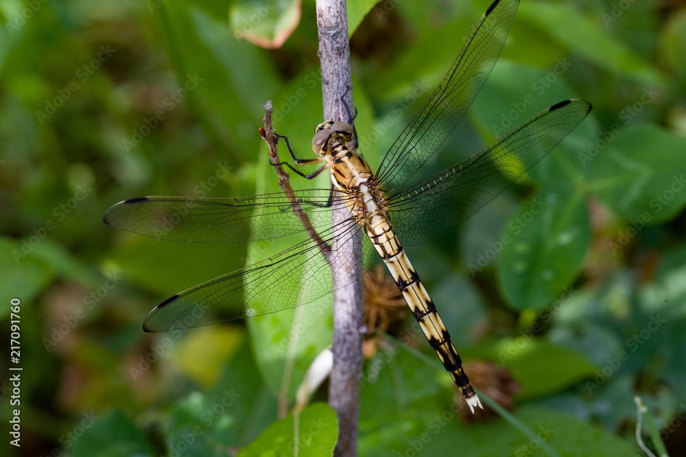 Dragonfly resting on stick Dragonfly resting on stick