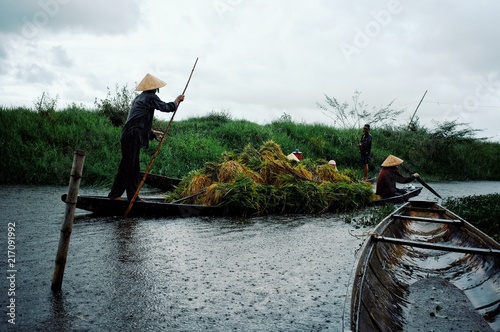 transporting rice after the harvest on a small channel at rural vietnam