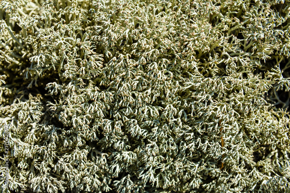 Green moss on a ground in forest Green moss on a ground in forest