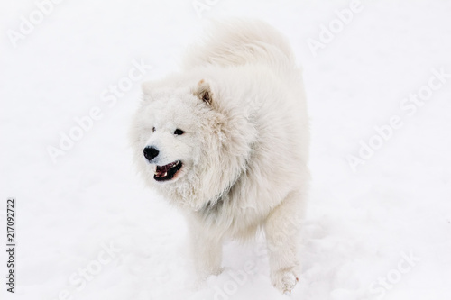 Dog Samoyed on Snow in Winter