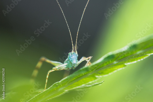 Cricket