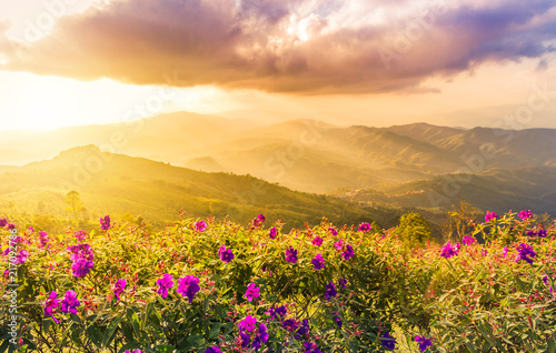             sunset landscape view at mountains doi chang mup Chiangrai,nothern Thailand selective focus at pink impatiens balsamina flowers  photo