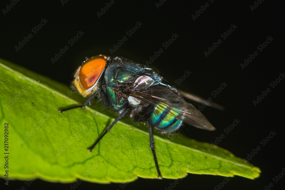 Naklejka premium Fly detail