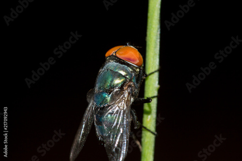 Fly detail