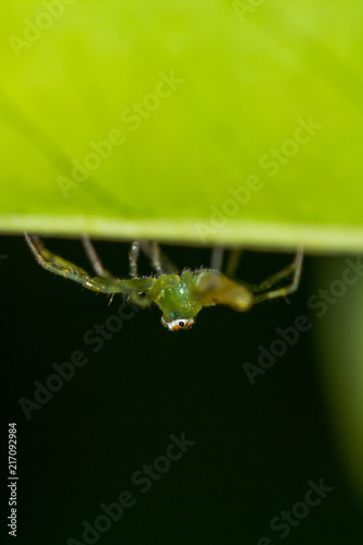 Lynx Spider
