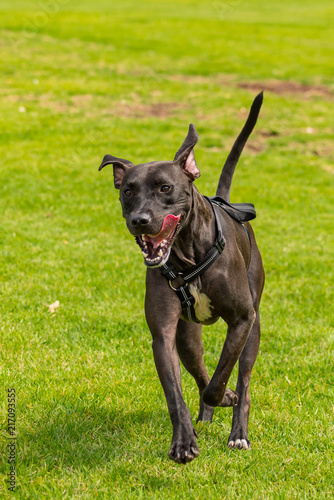 Cute dog playing in park