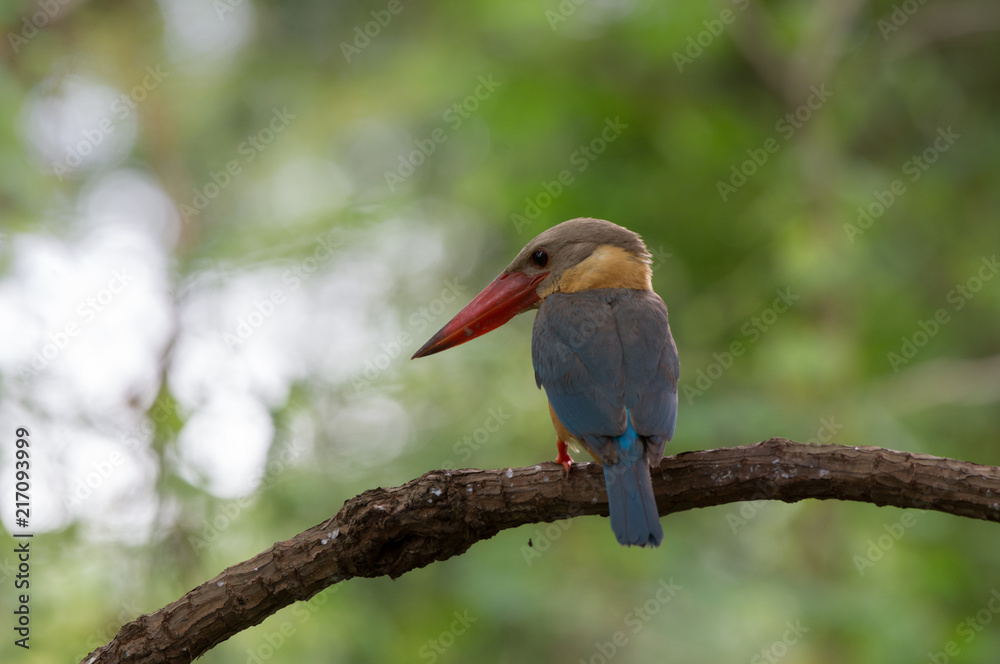 Obraz premium Stork-billed Kingfisher ; Pelargopsis capensis