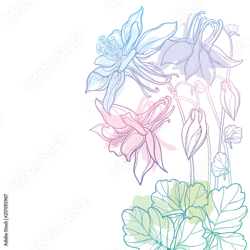Print op canvas Vector corner bouquet with outline Aquilegia or Columbine flower, bud and leaf in pastel blue and pink isolated on white background