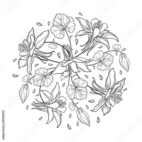 Vector round bouquet with outline Aquilegia or Columbine flower, bud and leaf in black isolated on white background. Composition with contour ornate Aquilegia for summer design or coloring book.