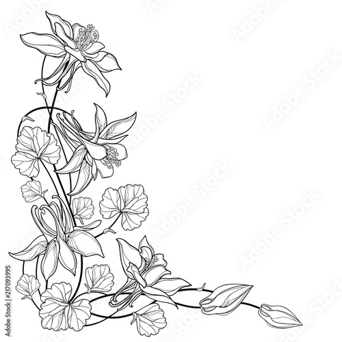 Vector corner bouquet with outline Aquilegia or Columbine flower, bud and leaf in black isolated on white background. Composition with contour ornate Aquilegia for summer design or coloring book.