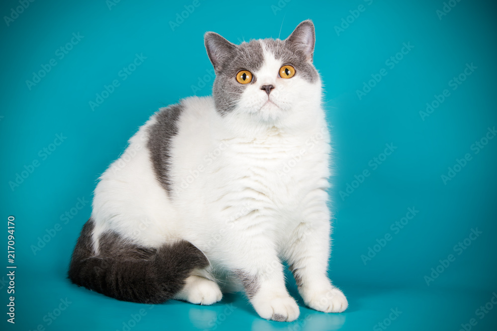 Fototapeta premium photography of a British cat on colored backgrounds