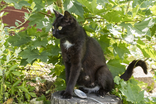 Fototapeta Naklejka Na Ścianę i Meble -  Adult black cat with white bib sitting on the block.