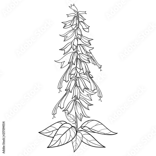 Vector bunch with outline Salvia splendens or Scarlet sage flower, bud and ornate leaf in black isolated on white background. Drawing of tropical Salvia in contour for summer design or coloring book. photo