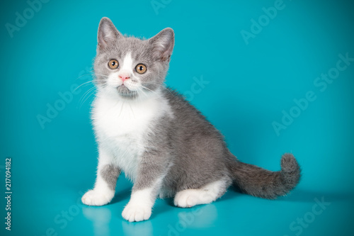 photography of a British cat on colored backgrounds