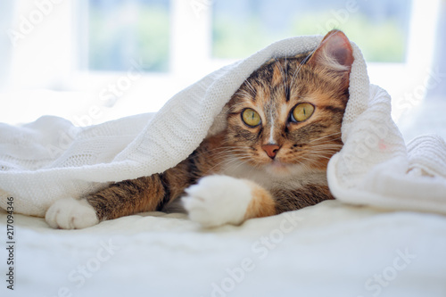 cat lies on a white bed in a white plaid photo