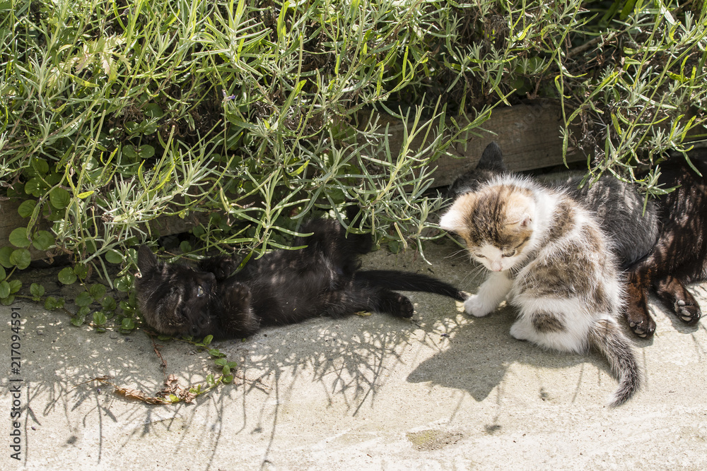 Fototapeta premium Three kittens play outside on concrete.