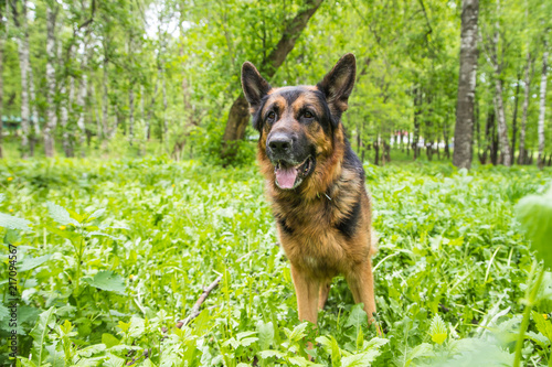 Fototapeta Naklejka Na Ścianę i Meble -  Dog German Shepherd in a forest in a summer