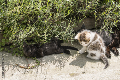 Three kittens play outside on concrete.