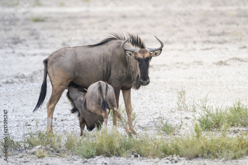 Wildebeest at the namibian landscape