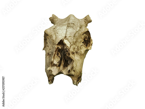 png of skull of cow 