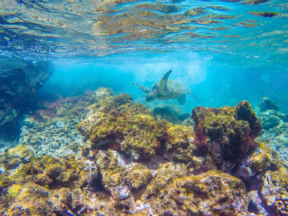 Fototapeta premium Turtle in the reef