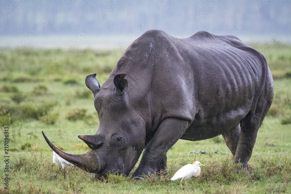 Obraz premium Rhino of Lake Nakuru, Kenya!