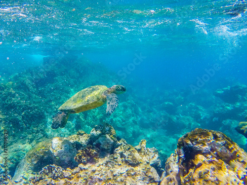 Turtle in the reef