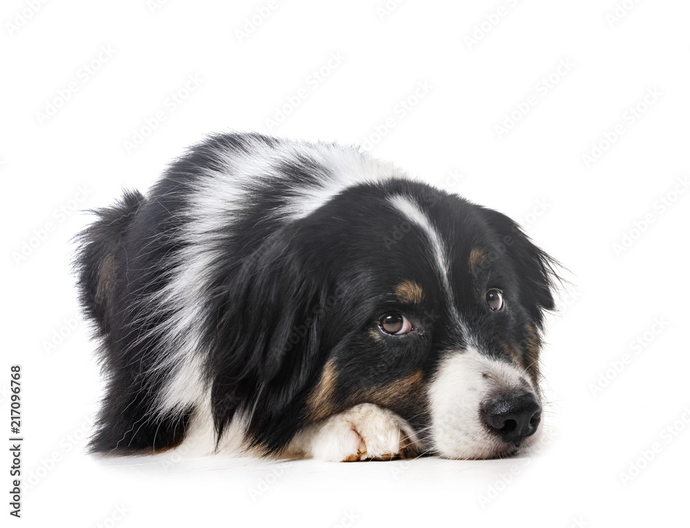 australian shepherd in studio australian shepherd in studio