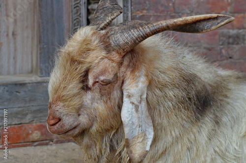 Goat in the streets of Bhapatapura Nepal