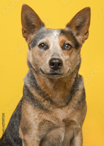 Fototapeta Naklejka Na Ścianę i Meble -  Portrait of an australian cattle dog smiling at the camera on a yellow background
