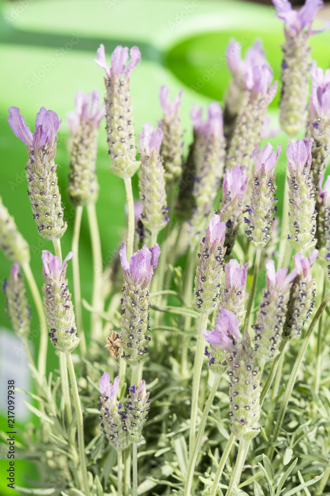 Lavendel in Nahaufnahme Lavendel in Nahaufnahme