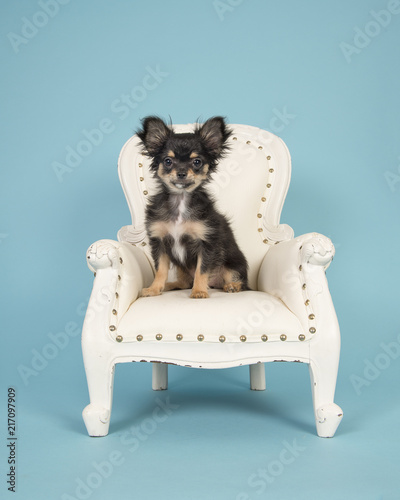 Cute chihuahua puppy sitting in a white arm chair on a blue background © Elles Rijsdijk