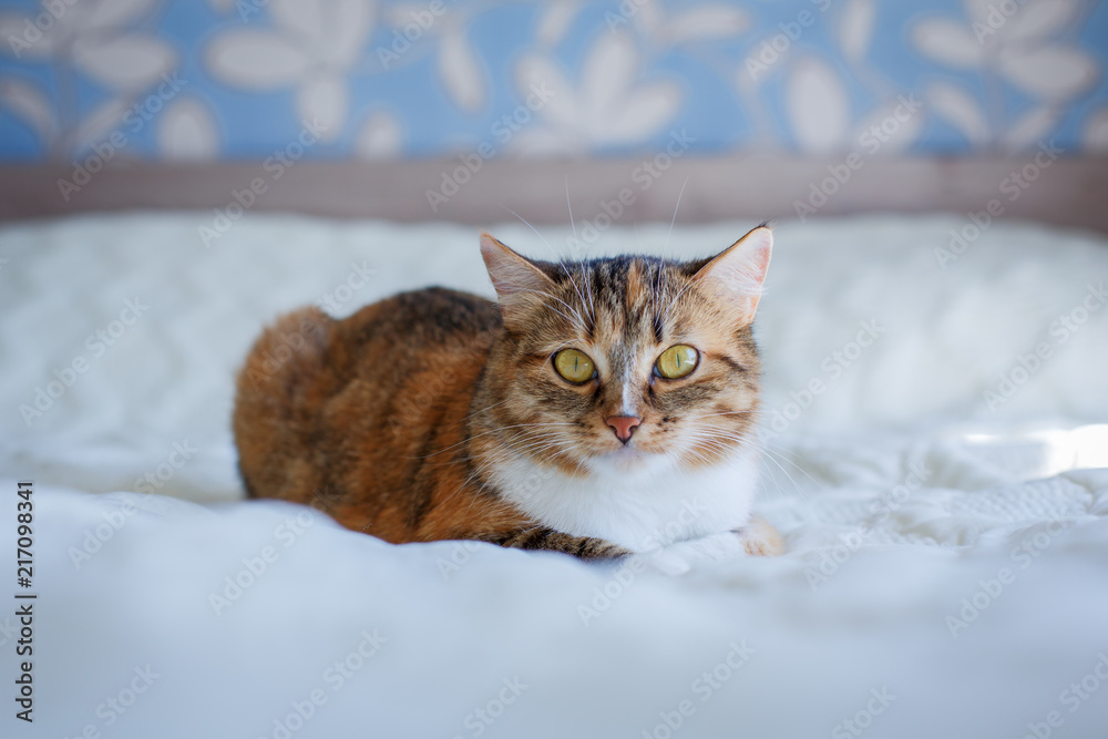 cat is lying on a white bed and is resting
