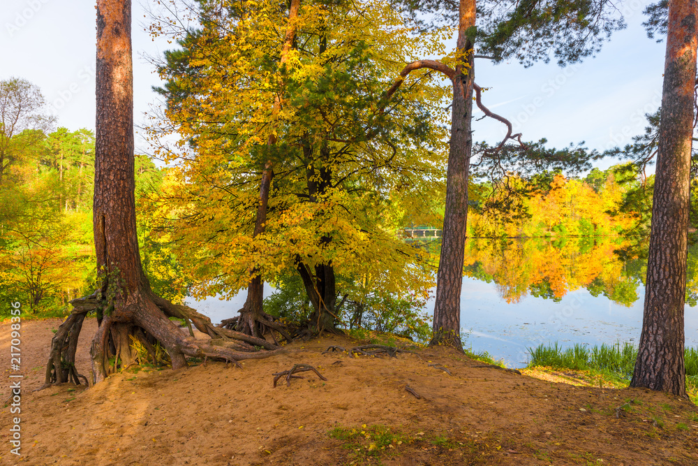 Park autumn landscape, trees on the shore of a picturesque lake