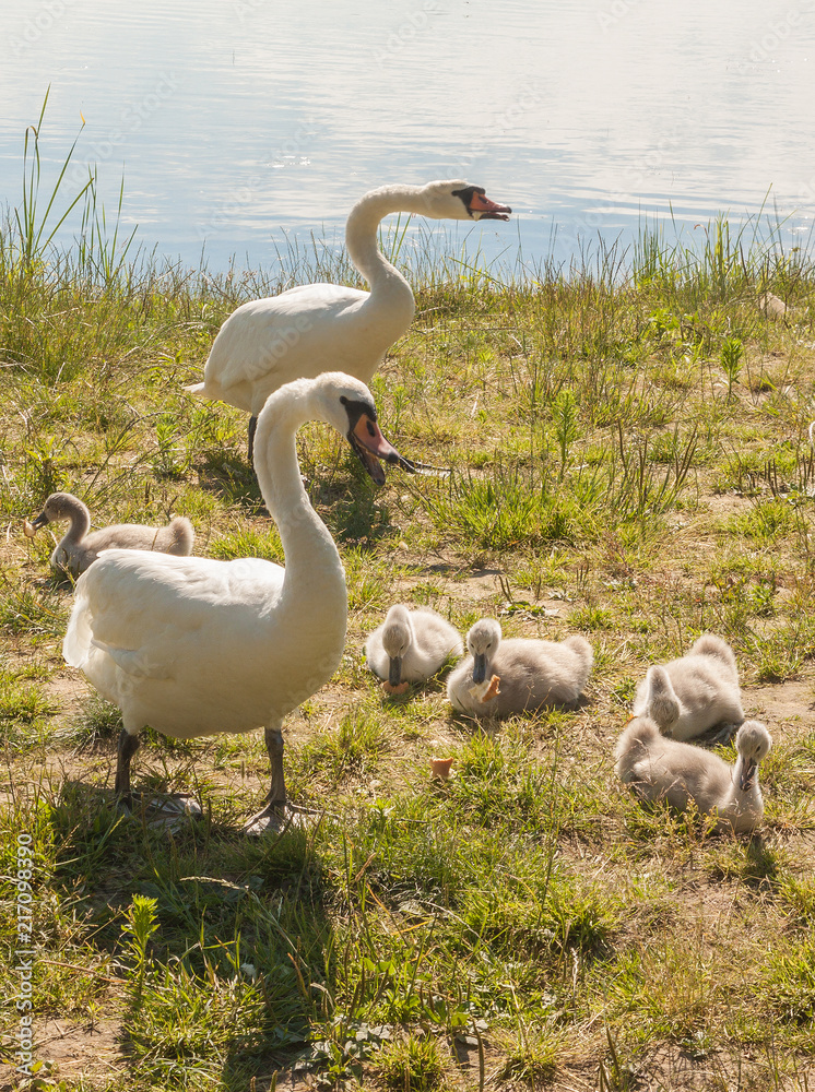 Obraz premium Family of white mute swans on shore
