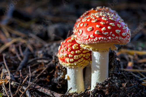 Two amanita mushrooms with white dots close-up in the forest