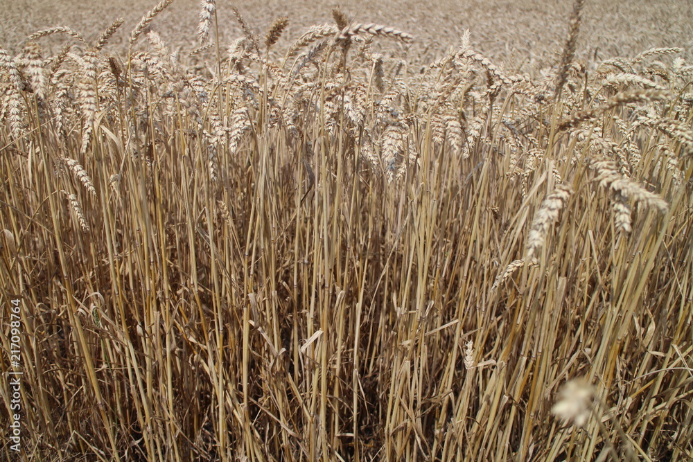 Fototapeta premium Field, vegetation, flora, plants,corn, cereal, grain, spikelet, spike, growth,amount, quantity, number, agriculture, husbandry,