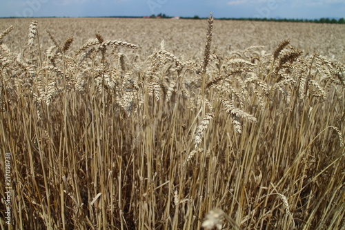 Field with amonut of corn photo