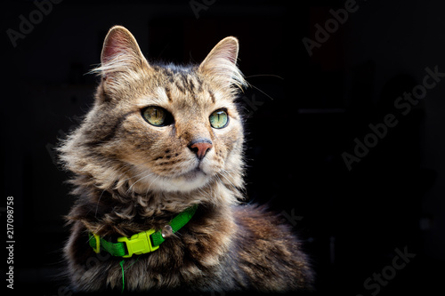 Foto Rhamses el gato milenario.