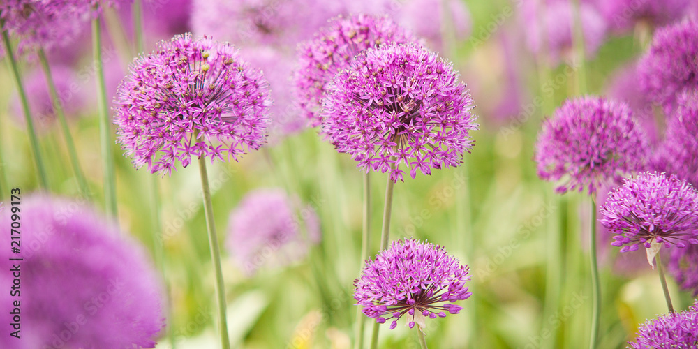 beautiful bright and fluffy flowers of lilac allium blooming in the park or in the garden - obrazy, fototapety, plakaty 