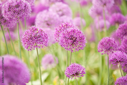beautiful bright and fluffy flowers of lilac allium blooming in the park or in the garden