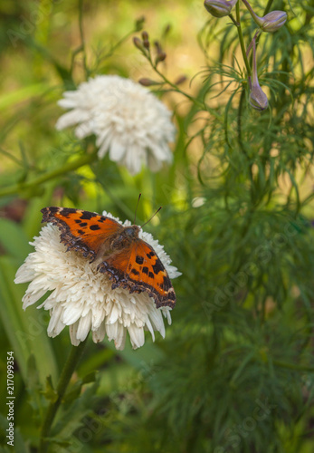 Bild auf Leinwand Garden Double chamomile with butterfly