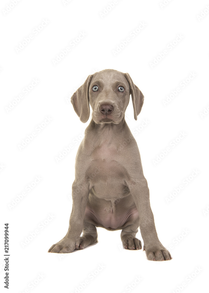 Cute weimaraner puppy with blue eyes sitting looking at the camera isolated on a white background