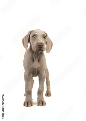 Cute weimaraner puppy with blue eyes standing glancing to the right isolated on a white background