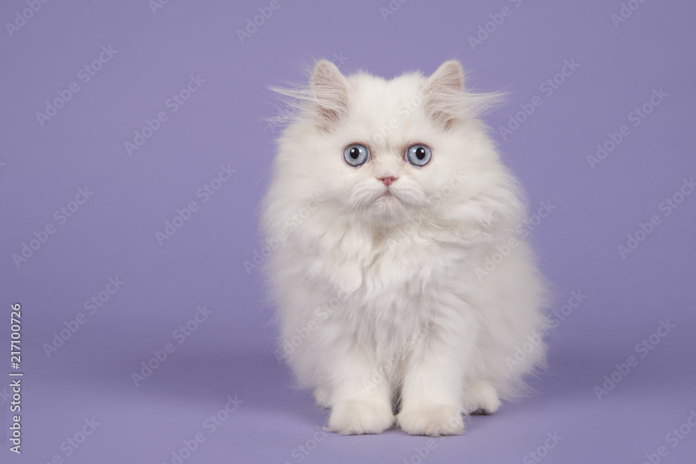 White persian longhair kitten with blue eyes sitting  on a purple background