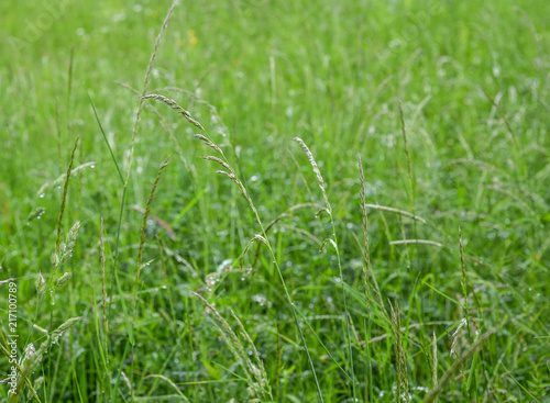 Texture of fresh green grass field used for background. Texture of bright long green grass meadow. Green grass. Natural background or texture. Template or mock up