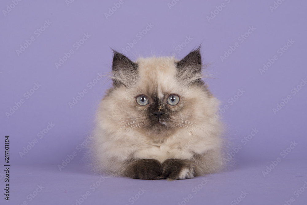 Seal point persian longhair kitten with blue eyes lying down on a purple background looking straight at the camera