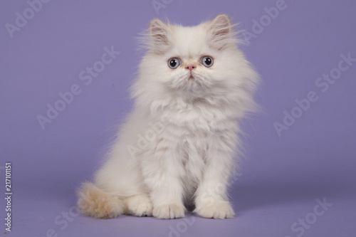Fototapeta Naklejka Na Ścianę i Meble -  Persian longhair kitten with blue eyes sitting  on a purple background seen from the side