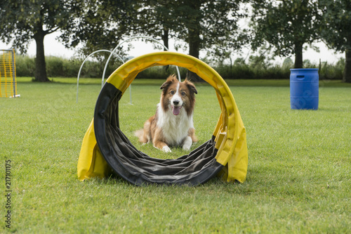 Fototapeta Naklejka Na Ścianę i Meble -  Border collie mixed dog lying down in a dog sports course with hoopers and other equipment